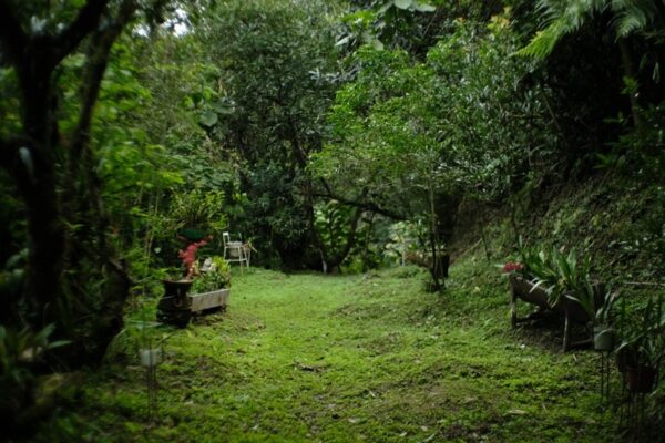 Retiro de ayuno, Hotel Boutique Finca de la Niebla - 6 al 12 de febrero 2025 - Imagen 5